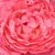 Pink - Hybrid Tea - Panthère Rose